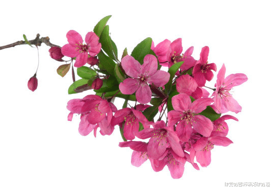 生肖|8月，4属相被幸福盯上，吉星进门，喜事接二连三，添福添财