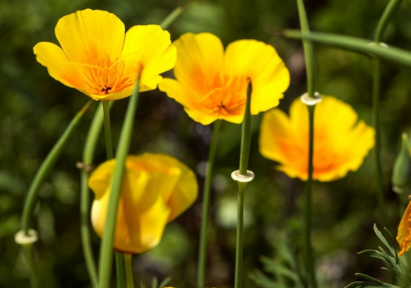 属狗▲进入6月后，4属相开门大吉，财运傍身，富贵平稳，福禄双全