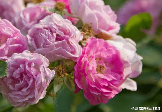 [运势]6月中旬开始，4属相好事进门，发展红火，财富滚滚而来