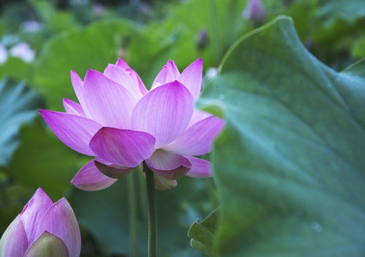 运势|9月开始喜纳四方钱财，好运源源不断，即将大翻身的四大生肖