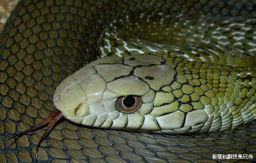 毒蛇|在蛇族无毒的能打过有毒的吗？它不是蟒蛇，照样秒杀毒蛇