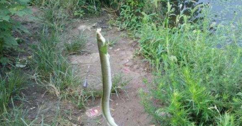 千岛湖|千岛湖水库泄洪后，出现稀有鱼类，价值300元一斤！