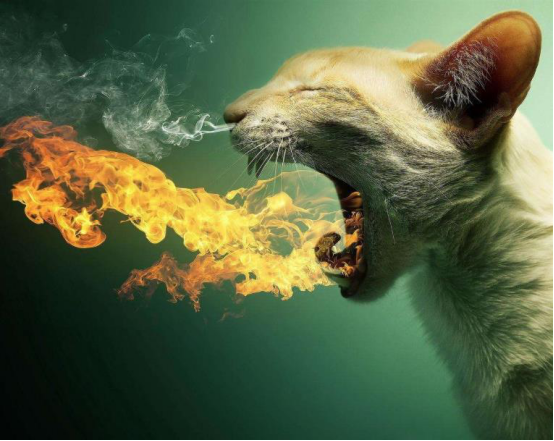 |真的有生物能喷火？具备喷火条件的，都因为代价太大放弃了