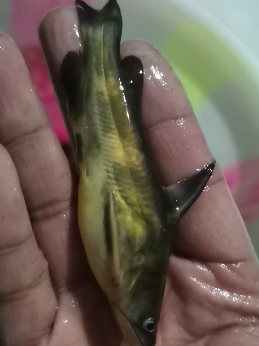 |野钓逆向思维，也许不起眼的地方，却带来不一样的体验！