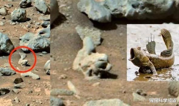 火星|探测器发回照片，火星上发现形似“鱼化石”物体，是真的吗？