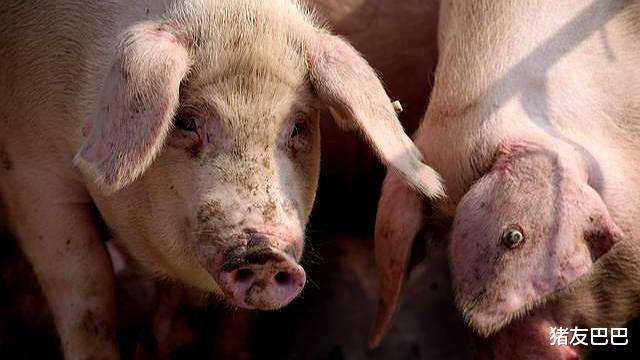 生猪价格|猪价“触顶滑坡”，15省市下跌“飘绿”，猪价下跌“拐点”来袭？