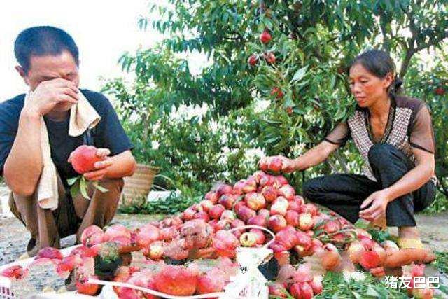 ##产地20万斤卖不动，爱心价1.5元一斤，农民：眼瞅要烂掉，该咋办