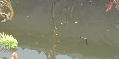 |又到了长竿、短线、七星漂的季节,那么七星漂怎么调?