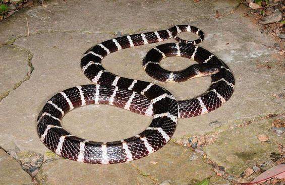 银环蛇|银环蛇为何超越,号称“蛇中之王”的过山峰,成为中国最毒的蛇?