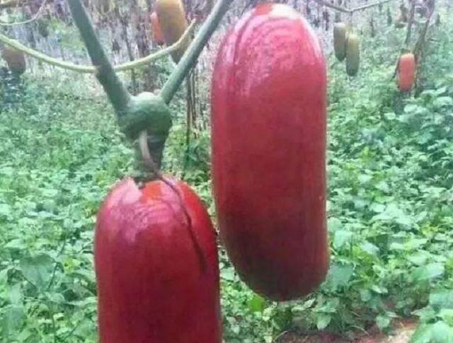 香肠|大爷摆摊卖它，远看以为是香肠，走近一看可把我乐坏了！买它不亏