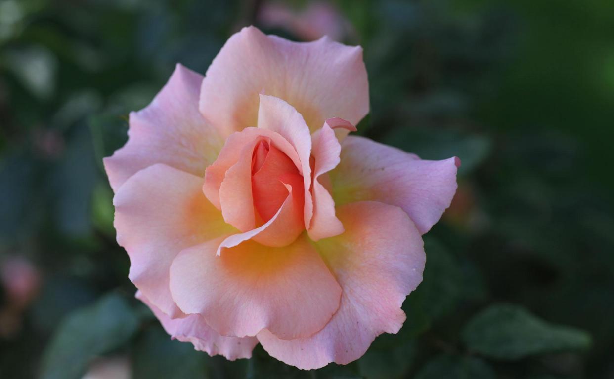 天蝎座|7月桃花依旧,蓦然回首,你我不分,从心相爱的3个星座