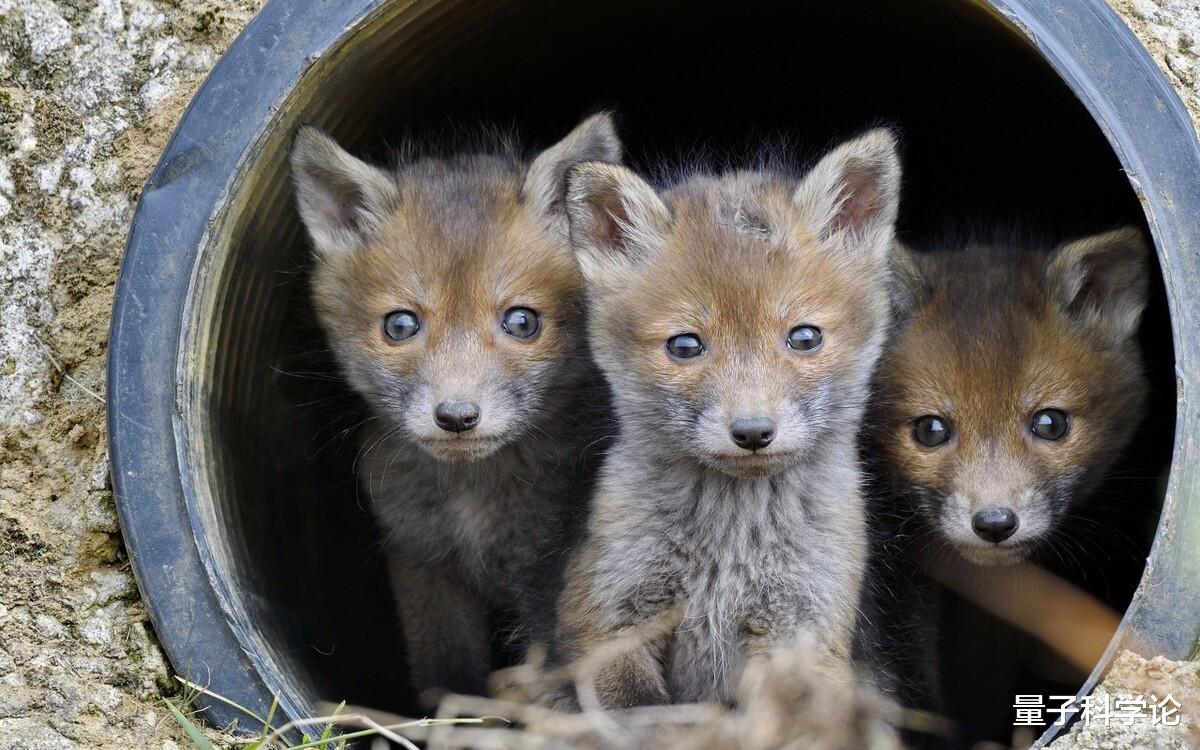 行星|牛奶是必需品还是阴谋?为什么人类是成年以后唯一能喝奶的动物?