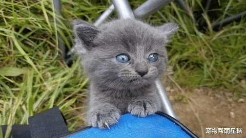 『』男子去钓鱼却遇见自来熟的猫猫，他开玩笑：鱼没上钩却钓到猫！