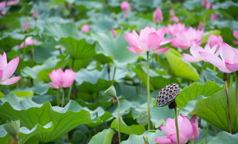 金牛座|10月末，爱情说散就散，与前任不再联系的4大星座：感情勉强不来