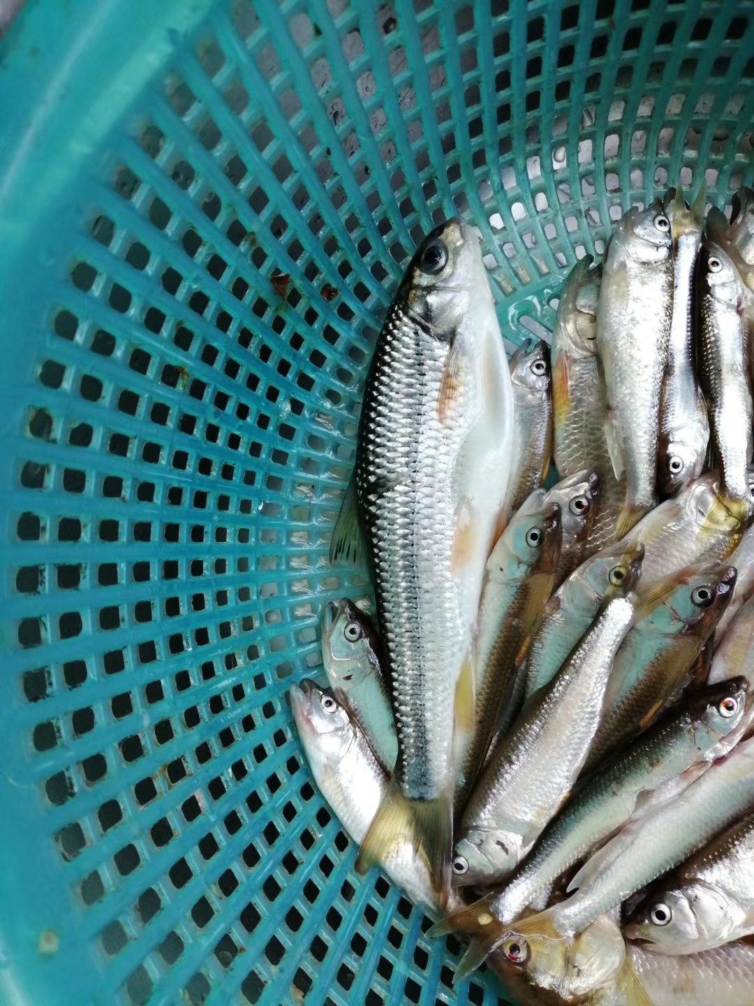 捕鱼|这些知识你搞清楚，禁渔期也可钓鱼