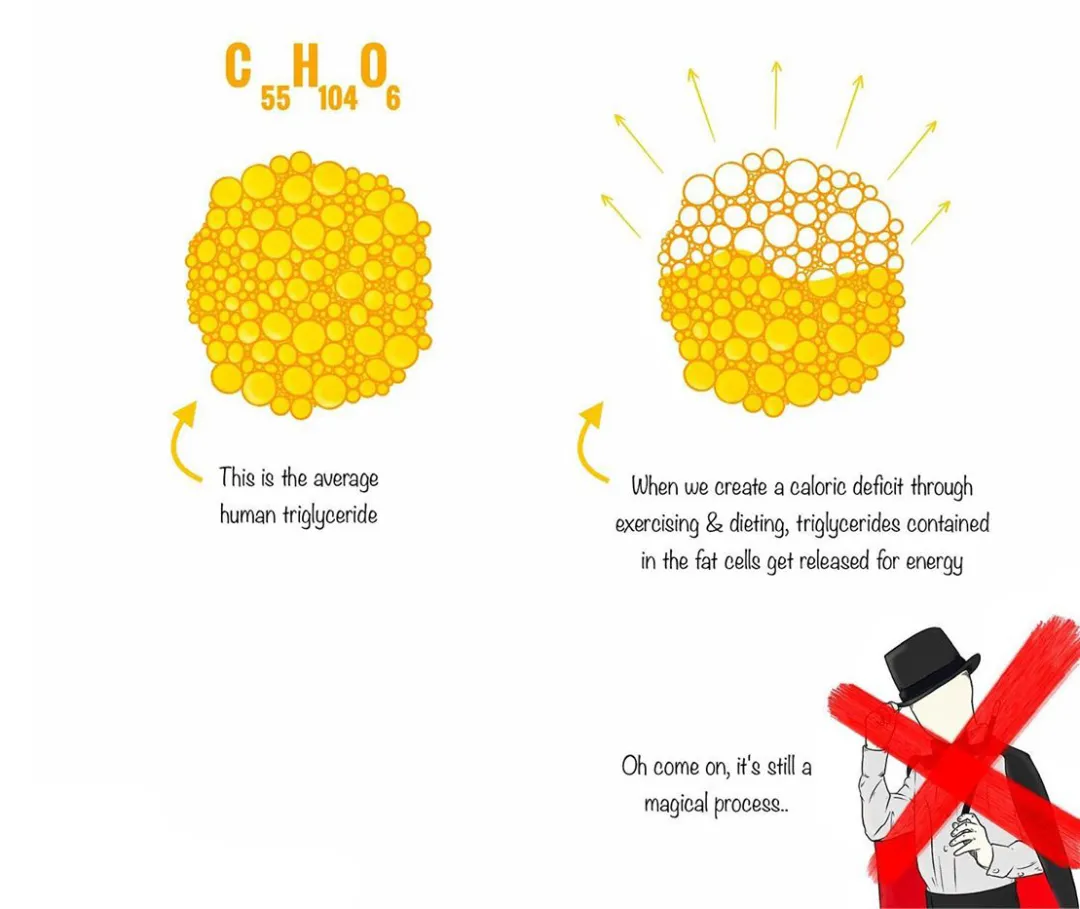 减脂|减这么久了，你怎么还是胖？