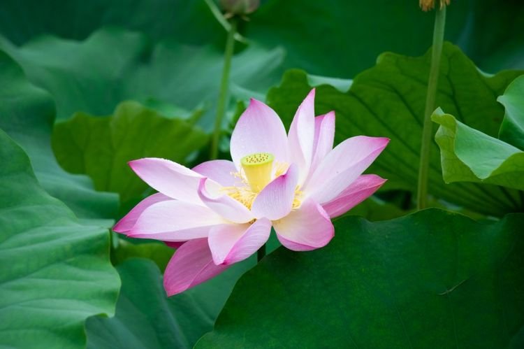 吉星|11月开始桃花朵朵开，财运高涨，前途光明的四大生肖