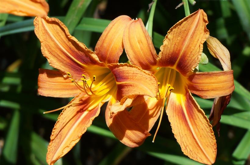 生肖|10月下旬，命犯桃花，命中注定爱情一触即发的四大星座