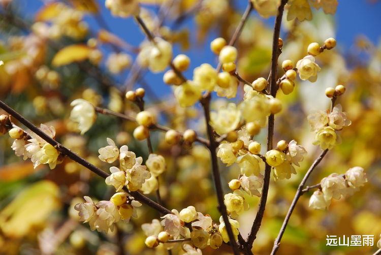 远山墨雨 阳光正好、花儿正开，去昆明黑龙潭公园 “龙泉探梅”，正当时