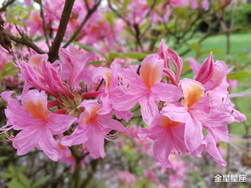 『生肖』财运如意的3生肖惹不起，最近七天苦少喜多，日子大有盼头