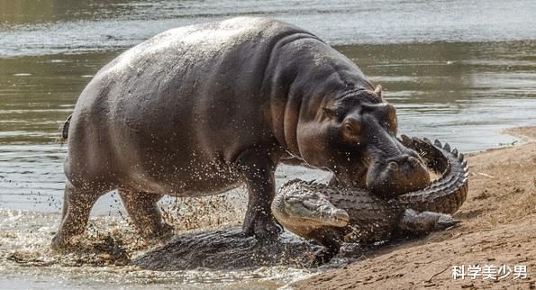『鳄鱼』吃草的河马为何不怕吃肉的鳄鱼，河马：真当我是吃素的？