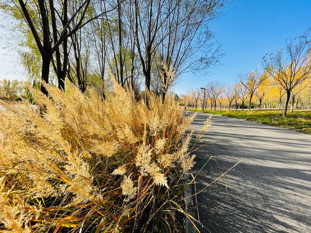 iphone12|iPhone 12 Pro镜头下的秋色：艳丽起来也很了不得