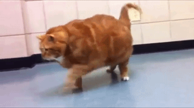 减肥励志大橘猫：昨天你对我嫌弃抛弃，今天我让你高攀不起