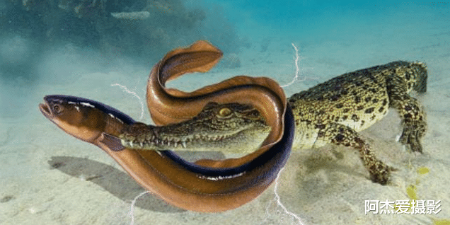 电鳗|亚马逊河最恐怖的动物是什么？