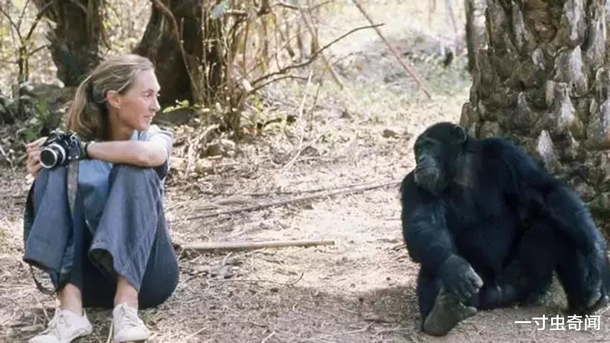 |猩球大战?贡贝黑猩猩战争,同类蚕食,揭露黑猩猩不为人知的一面