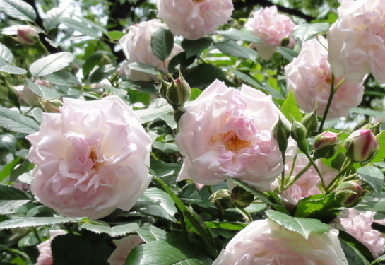 【】6月10号后时来运转，横财不断，4属相财运猛增，翻身发财