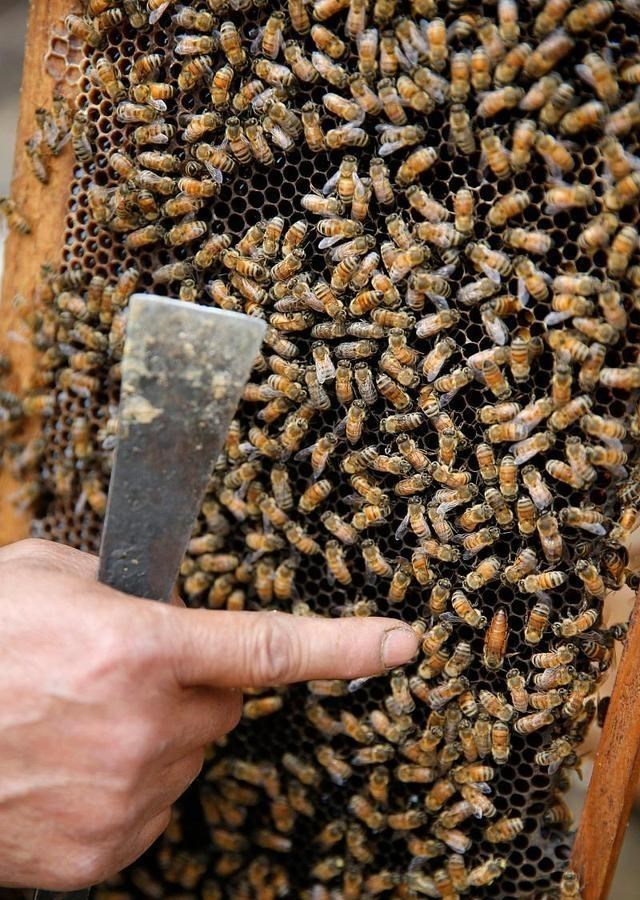 ##往分蜂群介入王台,蜂王出房以后为什么会被工蜂围掉?