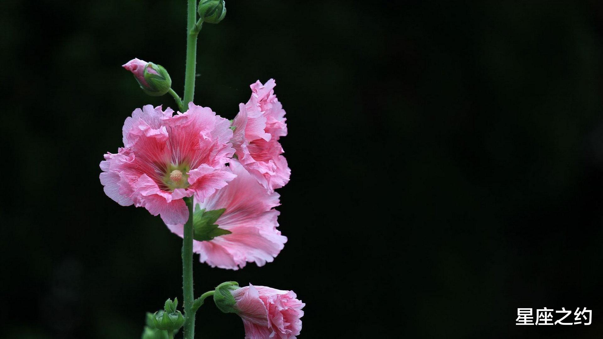 狮子女|在11月下旬，喜逢良缘，十指紧扣，一世深情的三大星座