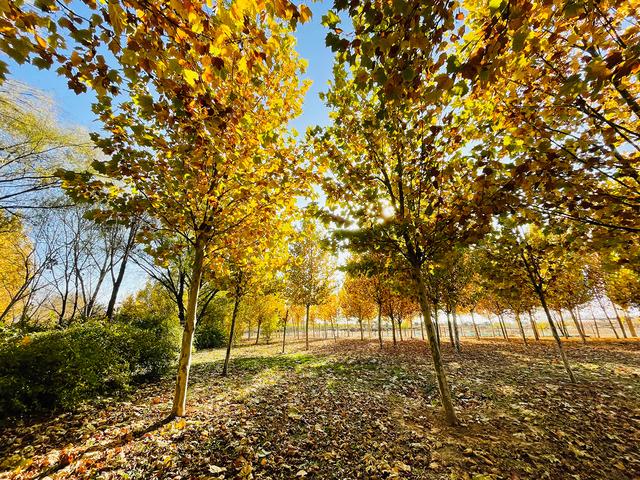 iphone12|iPhone 12 Pro镜头下的秋色：艳丽起来也很了不得