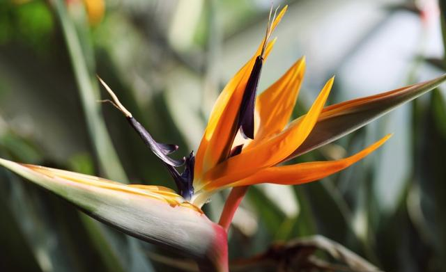 生肖|10月喜鹊报喜，月老做媒，偶遇良缘喜脱单，真是很幸运的四大生肖