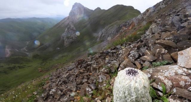 极限挑战|极限挑战节目组致歉一口咬定就是道具，证据已经被保留却仍在狡辩