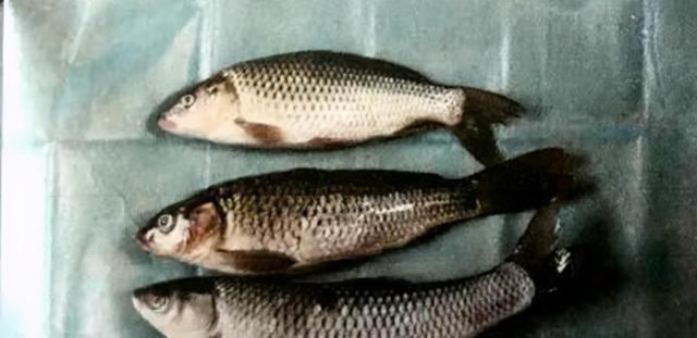 |赔22万条鱼苗?贵州数名男子药鱼,致22万条河鱼死亡