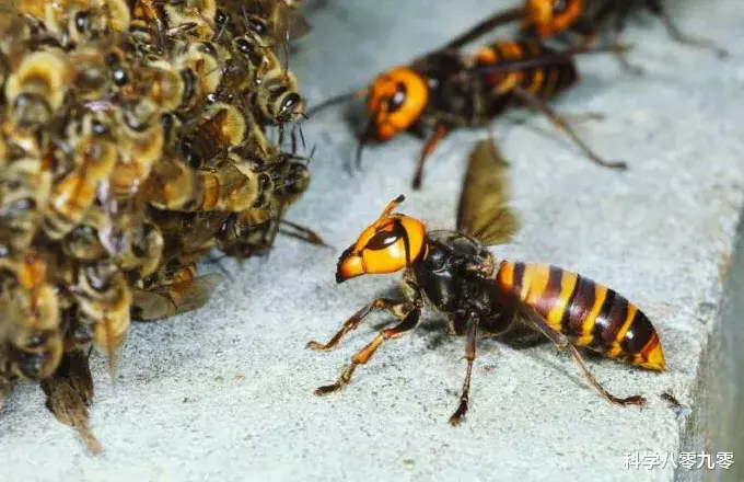 ##遇到克星了?大虎头蜂猝不及防,被螳螂秒杀、吃得只剩残肢!