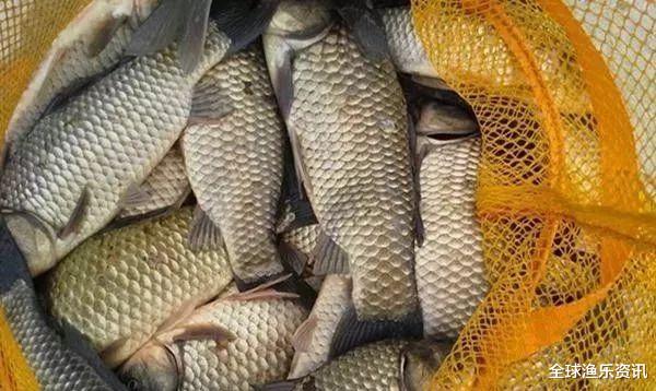 「」绝密窝料配方！钓鱼打窝30分钟来鱼还都不想走，用手去抓鱼都不跑