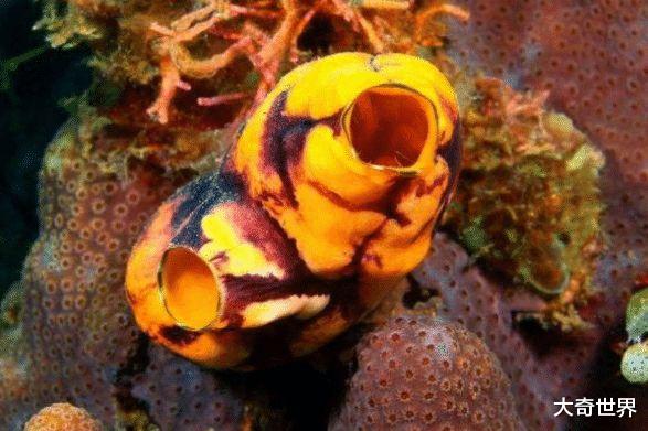 「」世界上最蠢的动物,丢掉自己的器官,化身植物供人食用