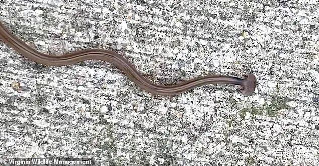 |美国出现一条奇怪的“蛇”，头部显示扇形，专家称它不是蛇