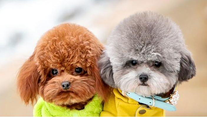 狗狗也会有洁癖？网友评论：那你可能是没养过这六种狗！