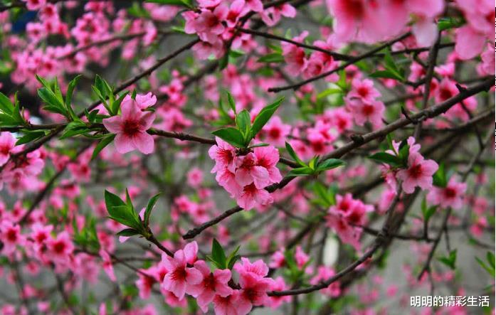 生肖■6月27号过后，3生肖运势差不了，横财降临，时机成熟