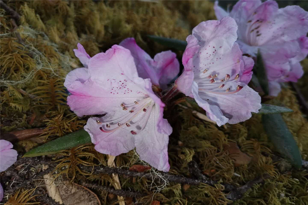 科学家|已灭绝的生物，84年后为何再次出现？难道地球生命是个轮回吗？