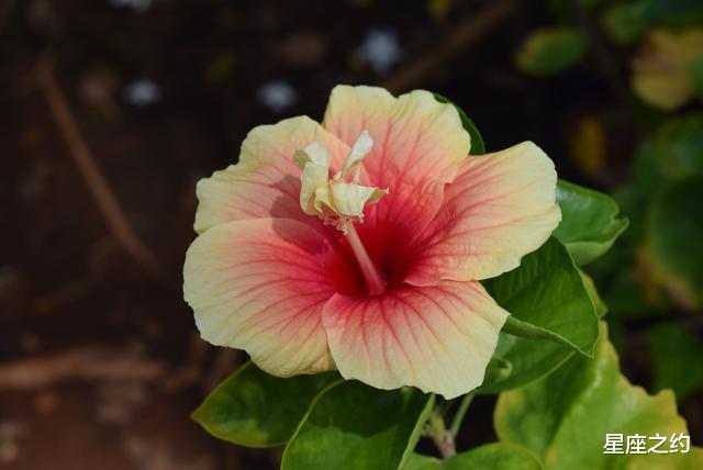 「金牛座」在7月上旬,喜鹊报喜,信心十足,扬眉吐气的三大星座