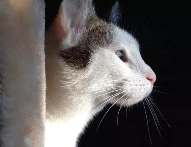 小猫长着斗鸡眼，长期被欺，被人收养才改变了命运