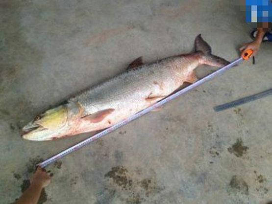 「」80斤“大白鱼”？资江大水男子钓起“大白鱼王”，几同人等高