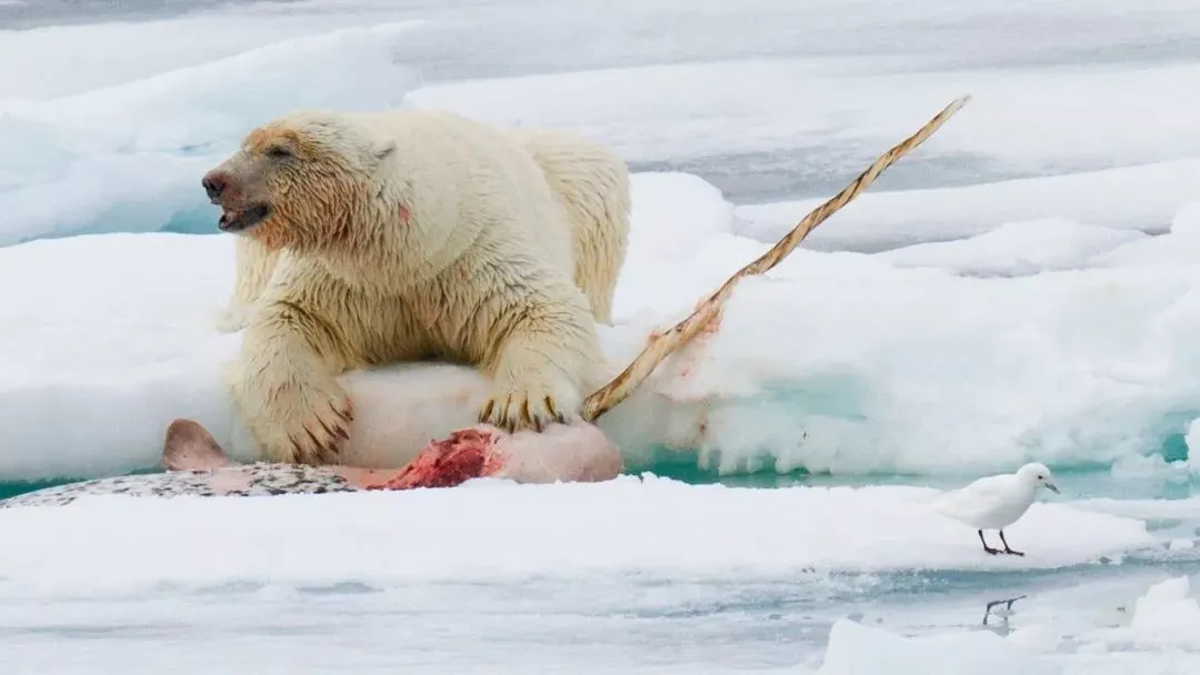 「独角鲸」凝视鲸的眼睛，是一种人生改变的体验