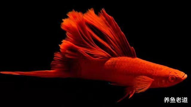 观赏鱼无时无刻不在用肢体语言告诉我们它病了，可惜我们没有看到