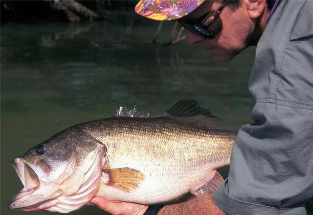 美国|这种鱼在美国胖成“猪”,来到中国却只剩巴掌大,到底什么情况?