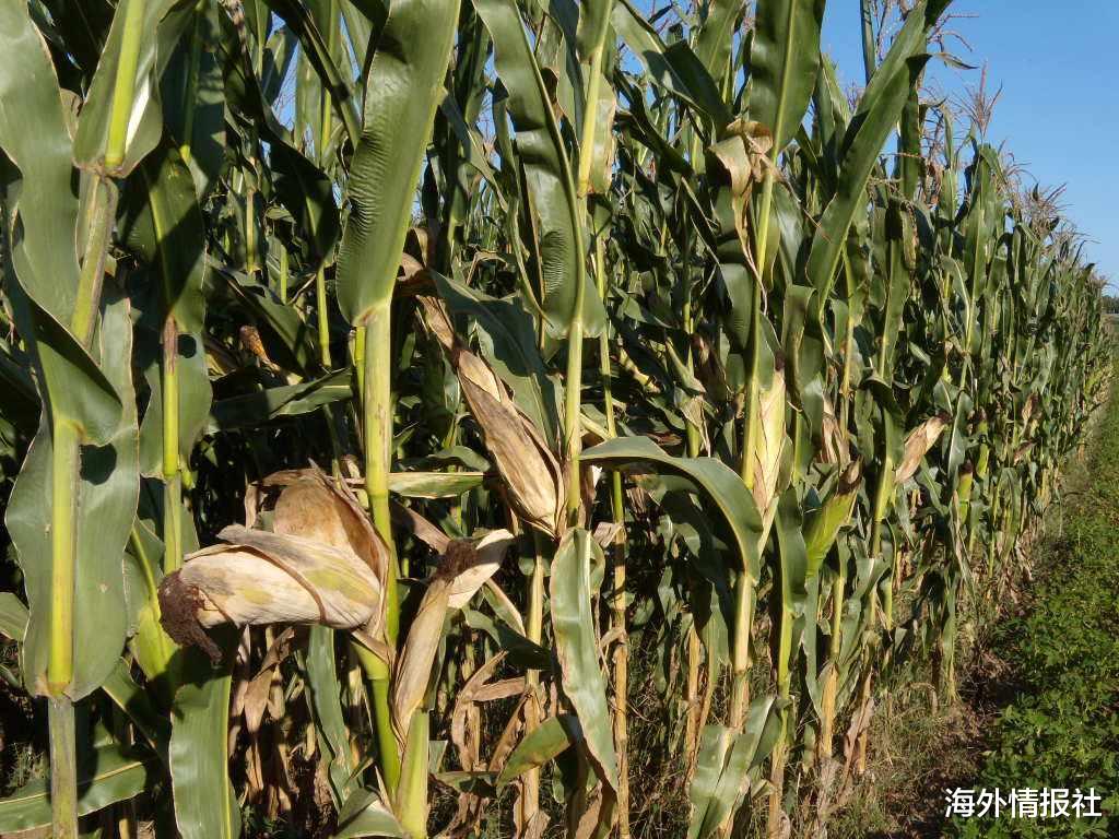 美國農業部“果斷出手”，與中國簽訂單日最大規模玉米采購合同-圖2